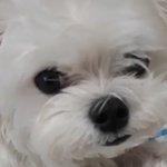 강아지 얼굴털 눌린 거 <b>기여웡</b>