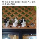 [댓글부탁해] <b>젤리</b>케이스 좋은거 가격 얼마야?