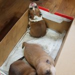 [강아지] <b>수유</b> 좀 도와주세요