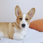 [강아지] 존잘러 <b>웰시</b>코기 겨울이에오