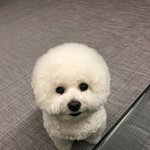 이 겸<b>댕이</b> 연예인 강아지라는데