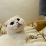 짝녀야 보고<b>시퍼</b>