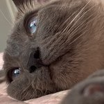 우리집 고양이 치명적인 <b>단점</b>.....