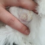 강아지 <b>접종</b>부작용인건지 좀 봐주세요ㅠㅠ