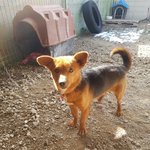 [강아지] <b>포획</b>틀로 구조된 아이
