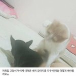 [댓글부탁해] 지금 대전 <b>은행동</b> 가는거 ㅇㄸ 추반