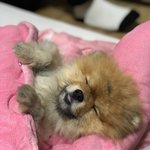 우리집 <b>강쥐</b> 고소하당
