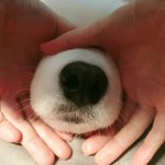 [드루와] <b>기여</b>운 댕댕찹쌀왕코 보구 가....