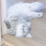 [고양이] 우리 <b>애기</b>도 봐 줘!!