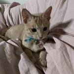 [고양이] 우연히 나에게 온 <b>콩떡</b>이 5 (추가)