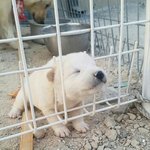 [드루와] 애들아, 우리강아지가 <b>옆집</b>강아지들 이겼다