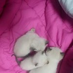 [고양이] 우리집 고양이 삐요 아가 때 사진 풀게 후회 안 하니...