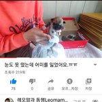 [강아지] 눈도 뜨기전 <b>어미</b>를 잃었어요