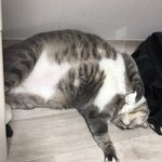 [ㅋㅋㅋㅋㅋ] <b>뚱</b>냥이 볼새롬