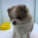 [꼭조언부탁] 제 강아지 좀 찾아주세요