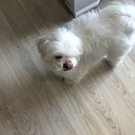 강아지들 이래서 코가 <b>촉촉</b>한 거임?