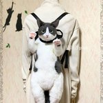 이런 가방 본적 있니?