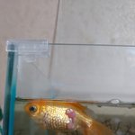 금붕어 혹 <b>치료법</b> 구합니다