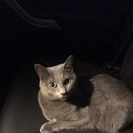[고양이] <b>자랑</b>하고싶어!!!!!!!!!!!!!!!!!!!!!!!...