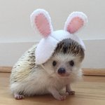 [댓글부탁해] 얘들아 약국가서 봉투 보여줘도 약 <b>처방</b>해줘?