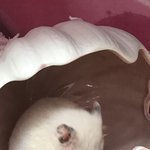 [햄스터사진] 울햄쥐가 새로산 <b>이너</b> 들어가줌ㅠㅠㅠ