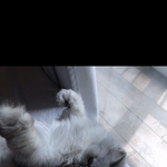 <b>하심</b>시맹 ㅠㅠ