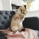 ㅁㅈ야 보고<b>시포</b>..