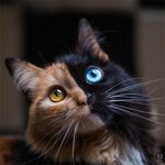 존재감 쩌는 두 얼굴의 냥이