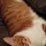 [고양이] <b>아련</b>해 보여서 찍은 사진