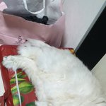 [고양이] 11살냥 봉돌은 매우 <b>진지</b>하다