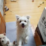 [강아지] 빈집에서 구조된 <b>어미</b>