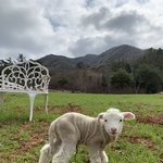 [아가] 아기양 투투 살리기