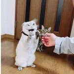 [댓글부탁해] 7<b>센치</b> 구두 신어도 키 크다는 느낌 안들면