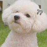 <b>비숑</b>이 너무 조아