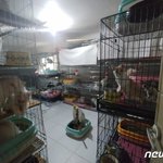 [이것좀봐줘] ▪️부산 수영구 고양이공장 250마리 제발 같이 도와주세요