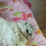 [고양이] 11살 봉돌 나는 다리가 짧은 것이 아니다