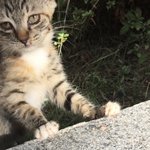 길고양이 간식 줬더니 잘먹는다