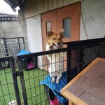 [강아지] 외국인이 키우다 버리고 간 아이들