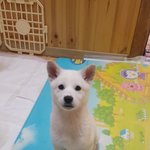 [강아지] <b>어미</b>없이 보호소 들어온 꼬맹이들