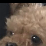 얘들아 친구가 나 쿼카나 뭐 설치류 닮았다는데