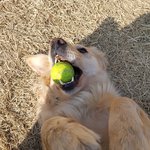 [강아지] 골든리트리버 치즈에요 6