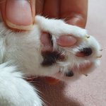 [고양이] 11살 봉미 발은 얼룩이