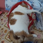 나의 동거묘 <b>도칠</b>이 봄맞이 일상들.