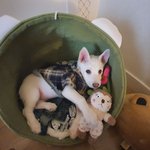 [꼭조언부탁] 강아지가 무지개다리를 건넜는데..진짜 맘이 찢어질듯이...