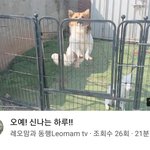 [강아지] 신나는 하루
