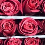 얘들아 <b>나</b> 봄웜인지 여뮽인지 궁<b>예</b> 좀 해 줘 ㅠㅠㅠ
