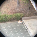 [댓글부탁해] [속보] 망원경으로 바깥구경하던 김판녀 <b>대문</b> 앞 냥이...