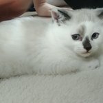 우리집 무릎냥이