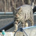 [드루와] 이 고양이 진짜 잘생기지 않았냐