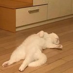 [댓글부탁해] 반<b>배정</b>